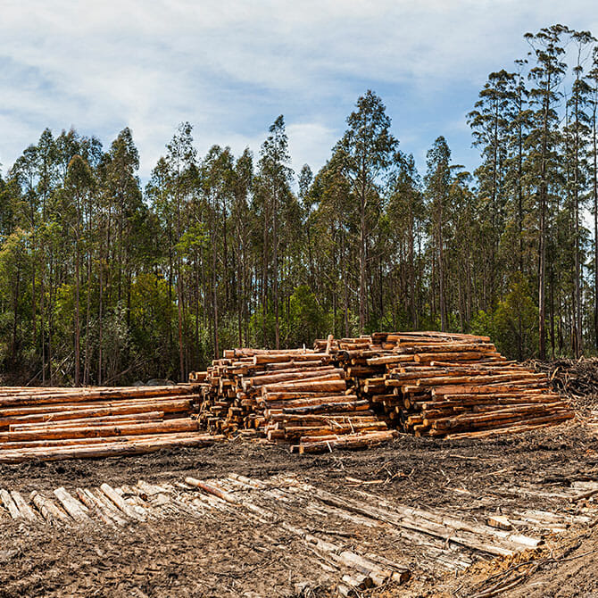 gold coast land clearing