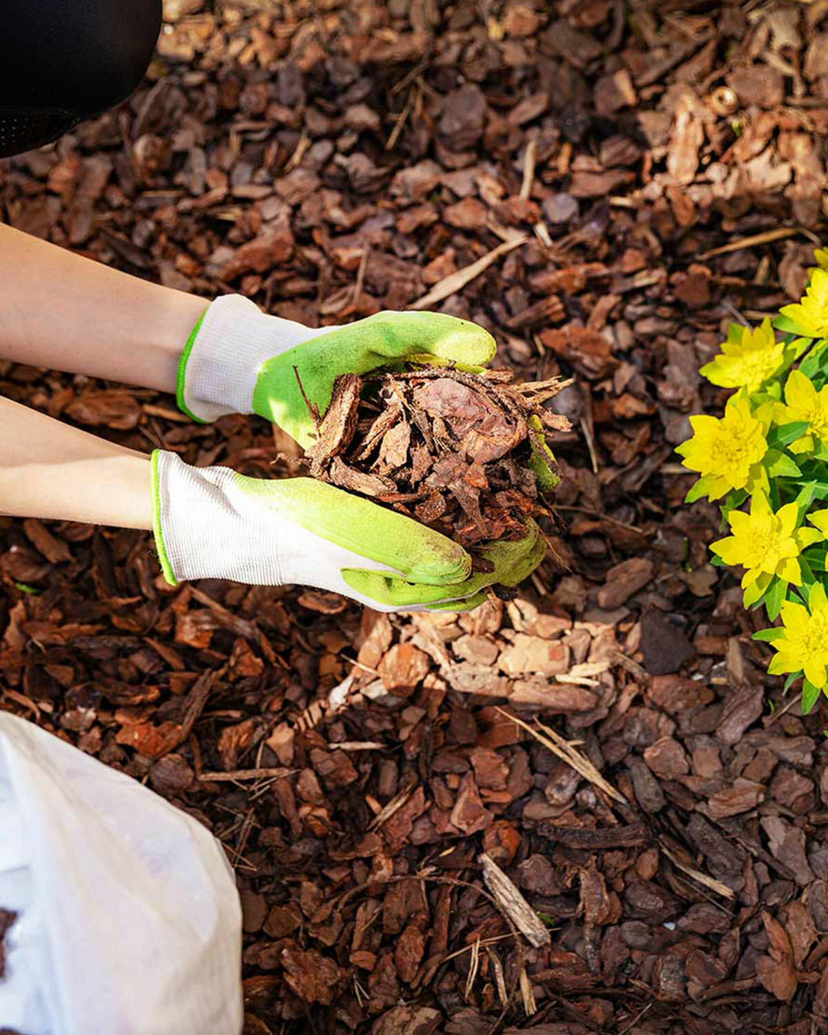 Good Wood 5 benefits of wood chip mulch All About Tree Services