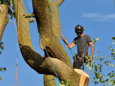 Palm tree removal in Gold Coast