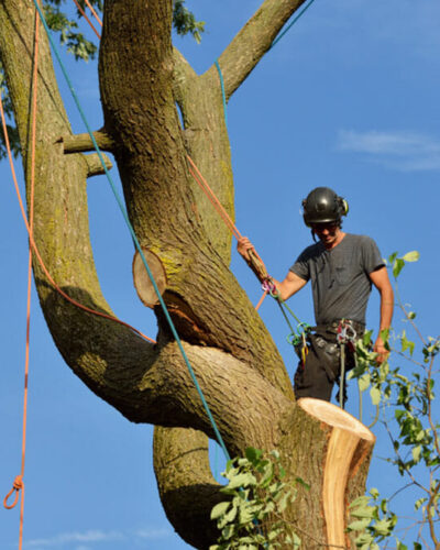 Palm tree removal in Gold Coast