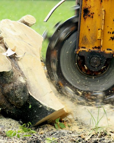 Stump grinding in Gold Coast