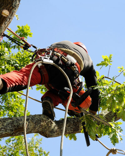 Professional tree pruning Gold Coast