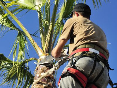 Palm tree pruning Gold Coast