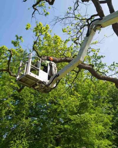 tree pruning Gold Coast