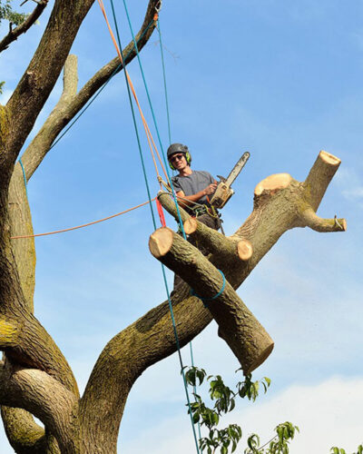 Tree Removal Services