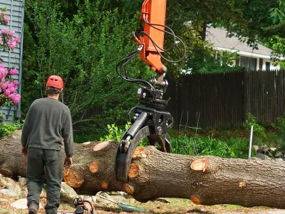 tree-removal-2 tree-removal-2