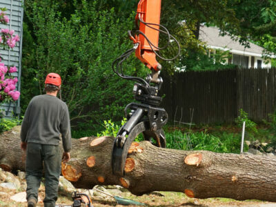 Palm tree removal in Gold Coast and Elanora, Queensland