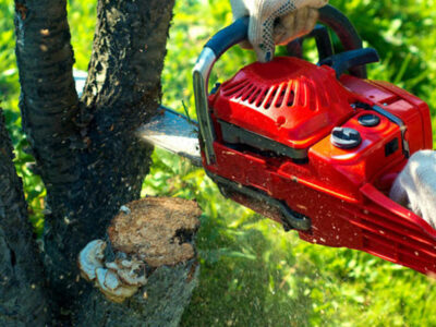 Tree Removal Services